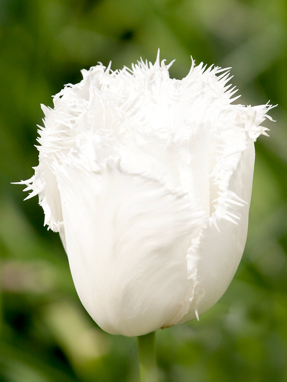 White Fringed Flowers With DutchGrown Flower Bulbs