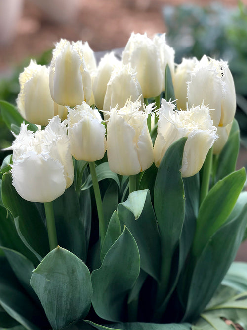 Tulip Daytona White fringed flowers in bouquet