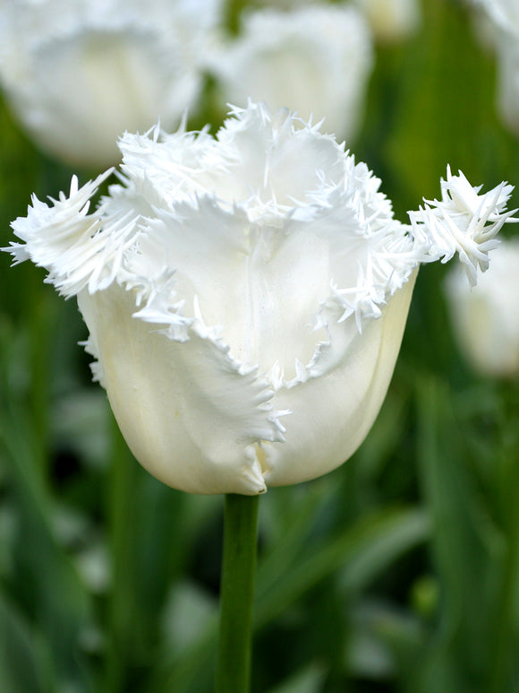 Tulip Daytona White fringed flowers