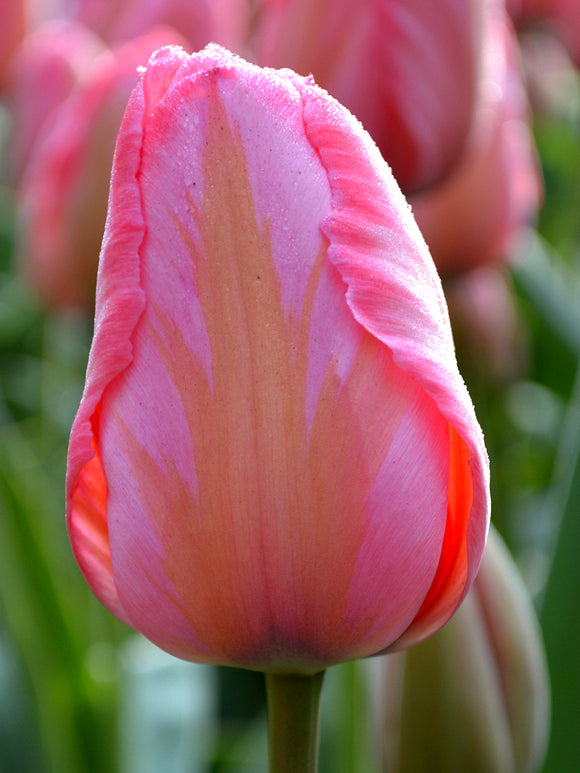 Tulip Design Impression