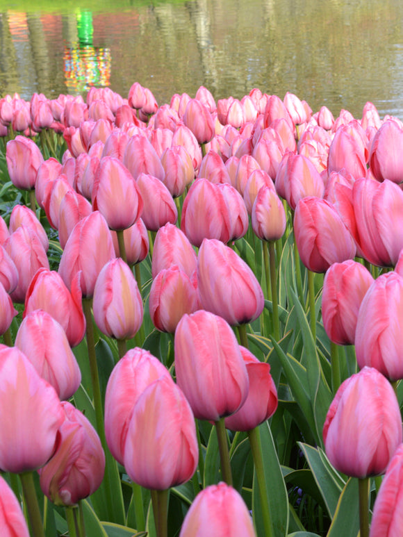 Tulip Design Impression Flower Bulbs