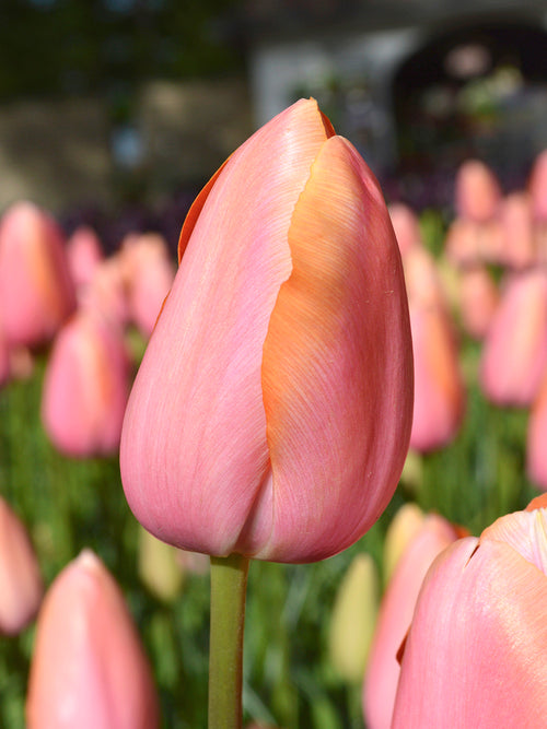 Tulip Dordogne Salmon