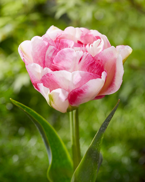 Tulip Double Shake, Creamy, pink and purple peony double tulip flowers by DutchGrown. 