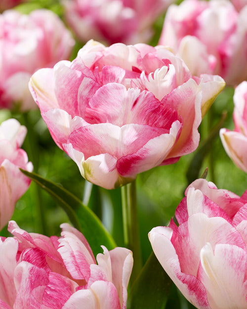 Tulip Double Shake, Creamy, pink and purple peony double tulip flowers by DutchGrown. 