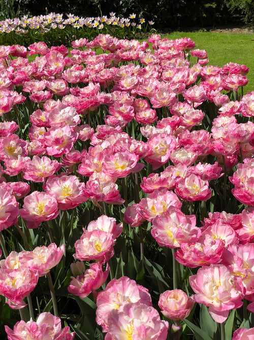 Exclusive Tulip Bulbs - Fall Planting - Pink and White - Large Peony Like Flowers in park