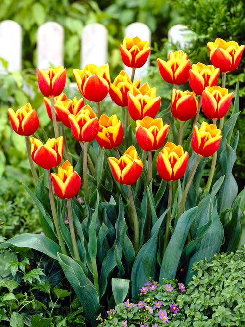 Tulip Flower Bulbs - Dow Jones