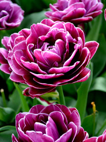 Tulip Dream Touch