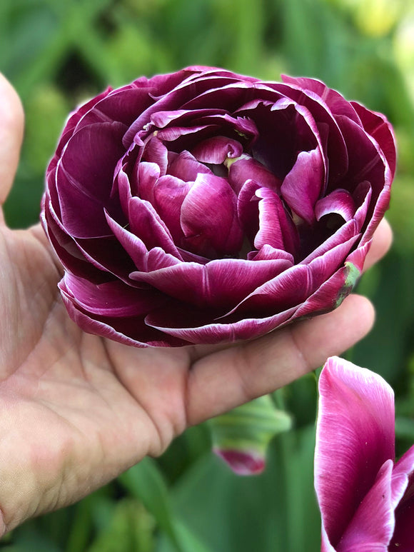 Giant Tulip Flower Dream Touch in my hand