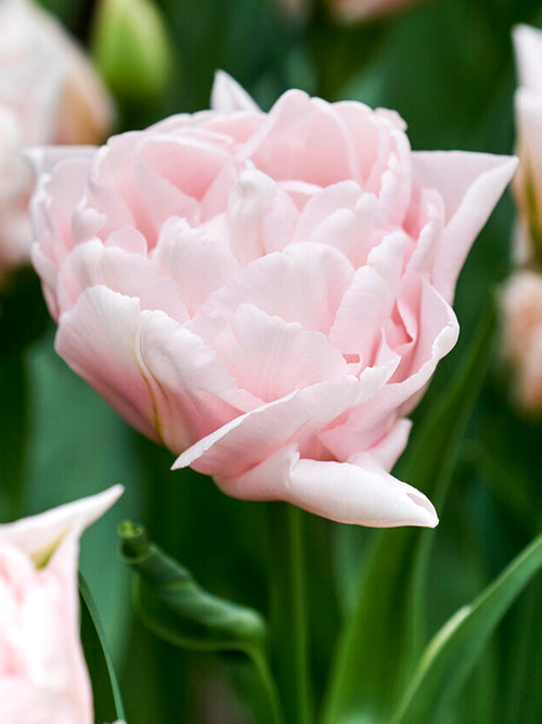 Best Pink Peony Tulip named Dreamer