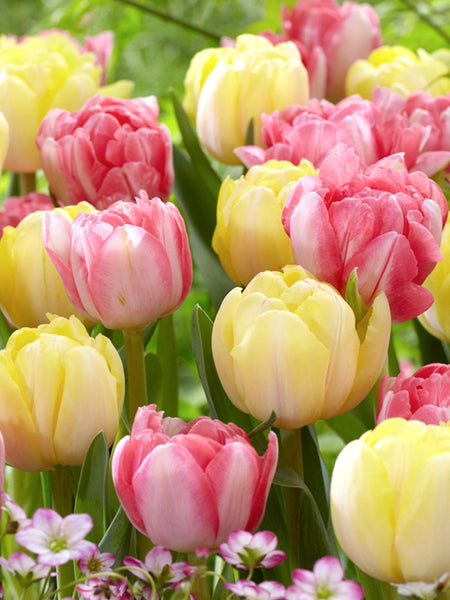 Tulip Easter Joy Collection | DutchGrown™ | Bestselling Tulip Mix!