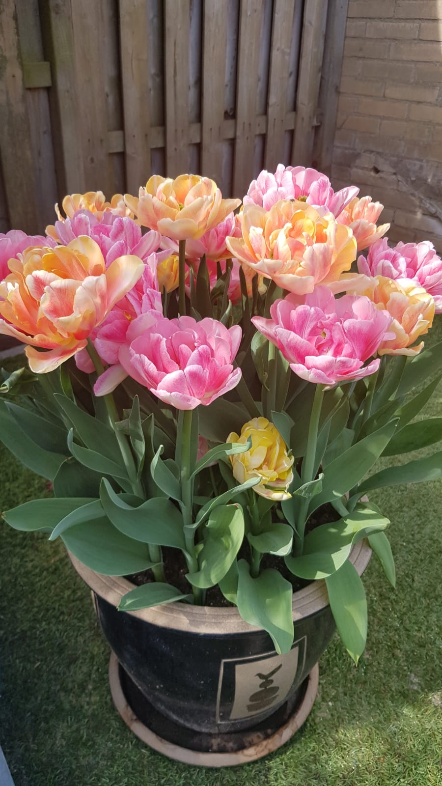 Tulip Easter Joy Collection | DutchGrown™ | Bestselling Tulip Mix!
