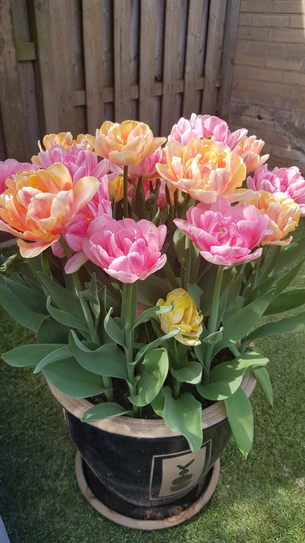 Tulip Easter Joy Collection - DutchGrown