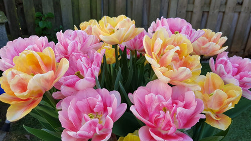 Tulip Easter Joy Collection - Double Tulips - DutchGrown
