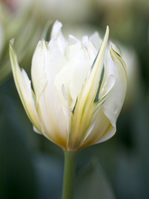 Tulip Exotic Emperor - White Valley - White and Green