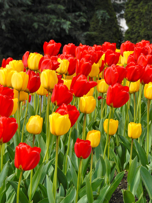 Darwin Hybrid Tulip Bulbs Red and Yellow Mix