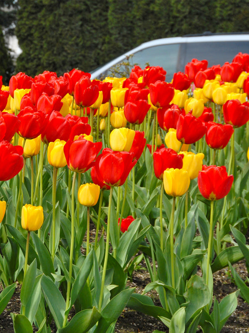 Tulip Fire Parade Collection by DutchGrown Red and Yellow Darwin Tulip Mix