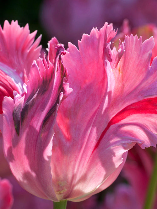 Tulip Parrot Flamingo Queen