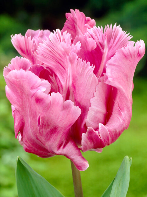 Tulip Parrot Flamingo Queen