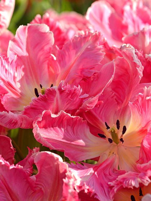 Tulip Parrot Flamingo Queen