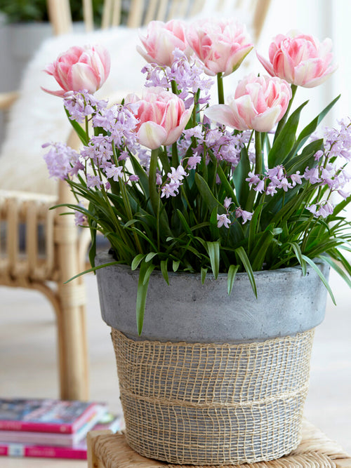 Tulip Foxtrot Blooming in Pot