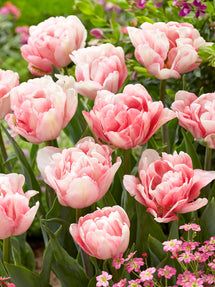Tulip Foxtrot