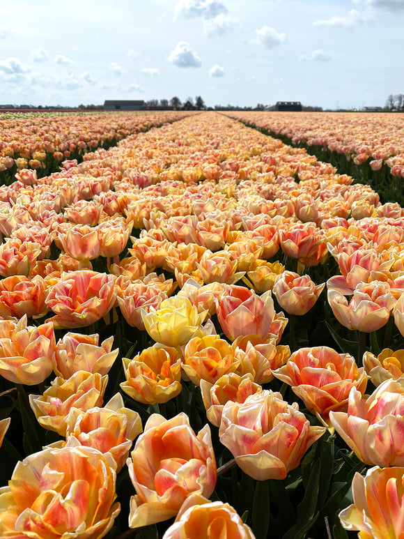 Tulip Field flowering Foxy Foxtrot