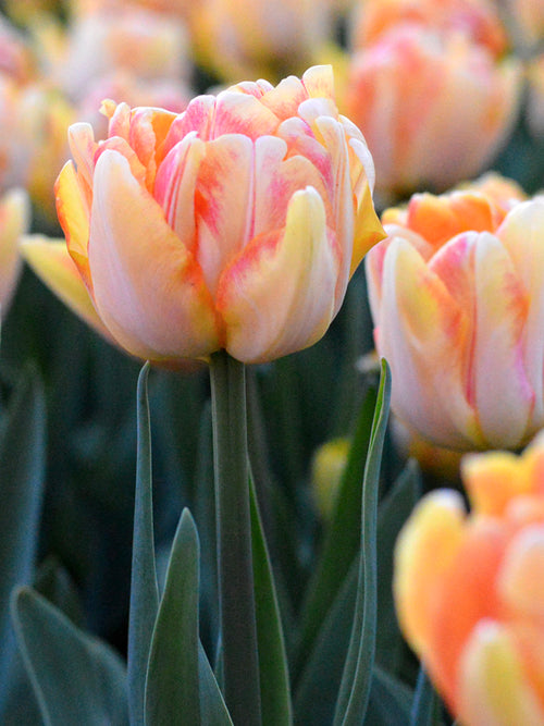 Salmon tulip bulbs Foxy Foxtrot