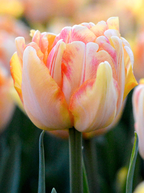 Wholesale Tulip Bulbs - Foxy Foxtrot