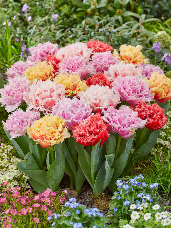 Peony Double Fringed Tulip Bulb Collection by DutchGrown