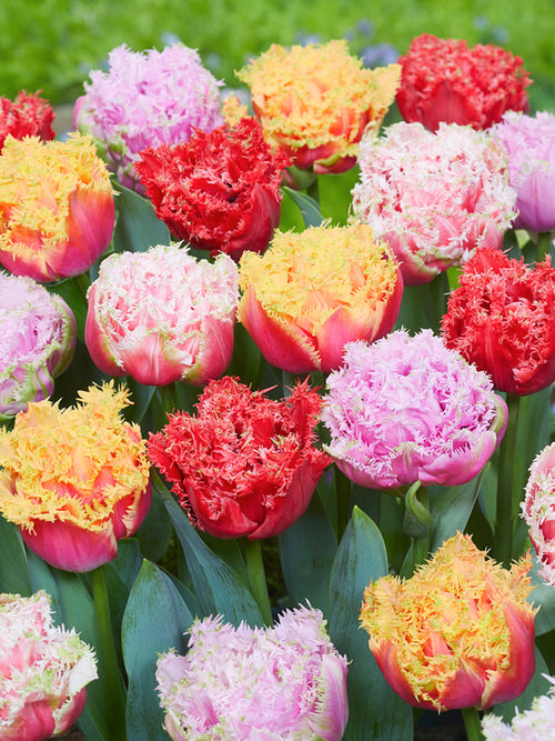 Peony Double Fringed Tulip Bulb Collection by DutchGrown