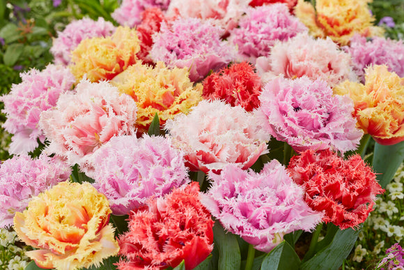 Peony Double Fringed Tulip Bulb Collection by DutchGrown