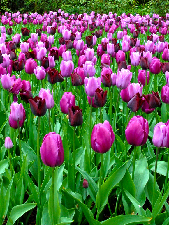 Dark Purple and Black Tulip Mix