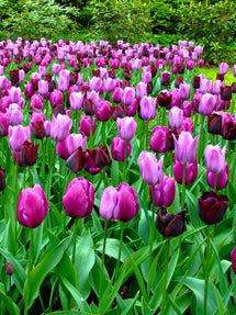 Tulip Garden State Collection