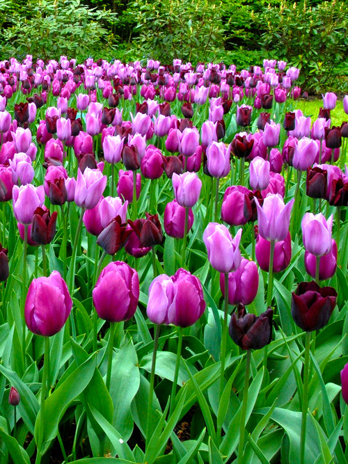 Purple Tulip Mixture Flower Bulbs Garden Blooming Spring