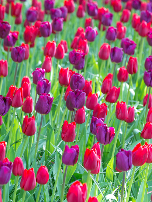 Purple and red tulip bulbs mix blooming in spring