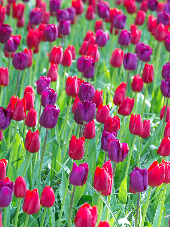 Purple and red tulip bulbs mix blooming in spring
