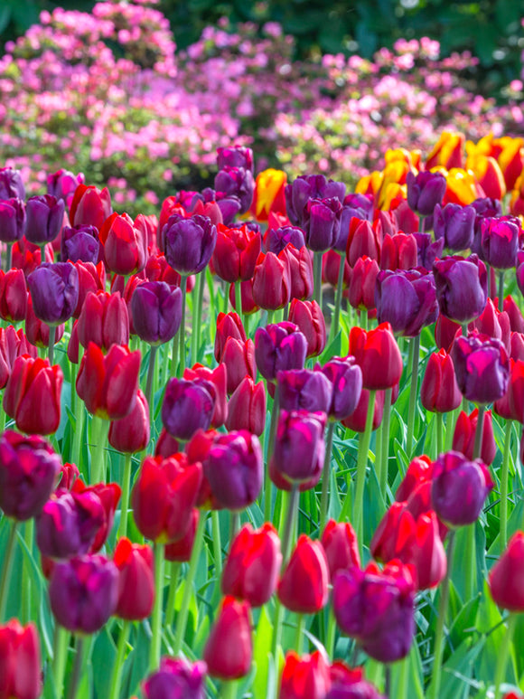 Purple and red tulip bulb mix by DutchGrown