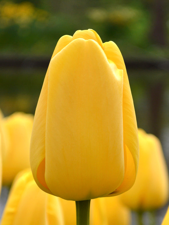 Yellow Darwin Hybrid Tulip Golden Parade