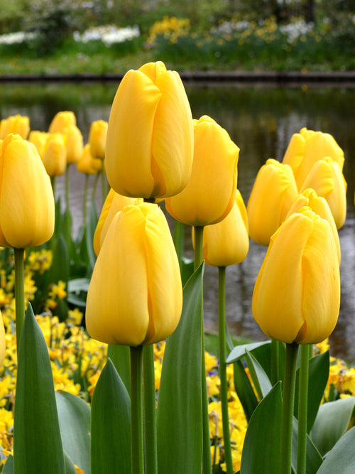 Yellow Tall Tulip Golden Parade