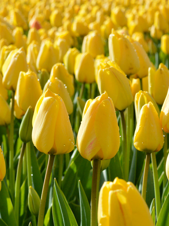 Golden Parade Tulip Bulbs