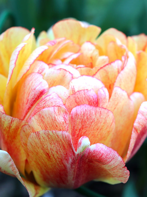 Tulip Double Gudoshnik red and yellow flames