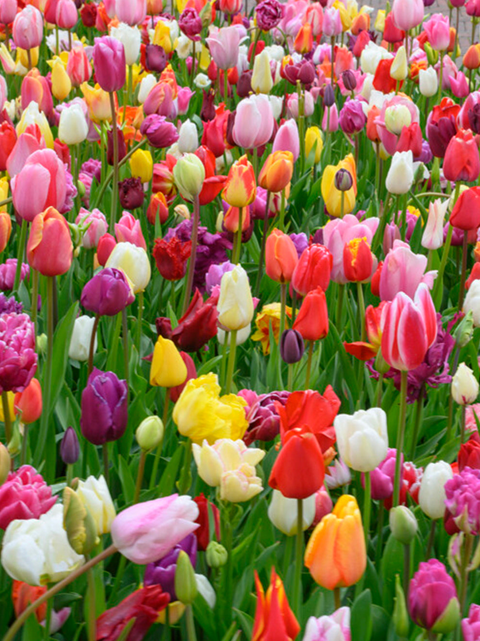 Tulip Houston Triumph Mix | DutchGrown™ | Beautiful Tulip Blend!