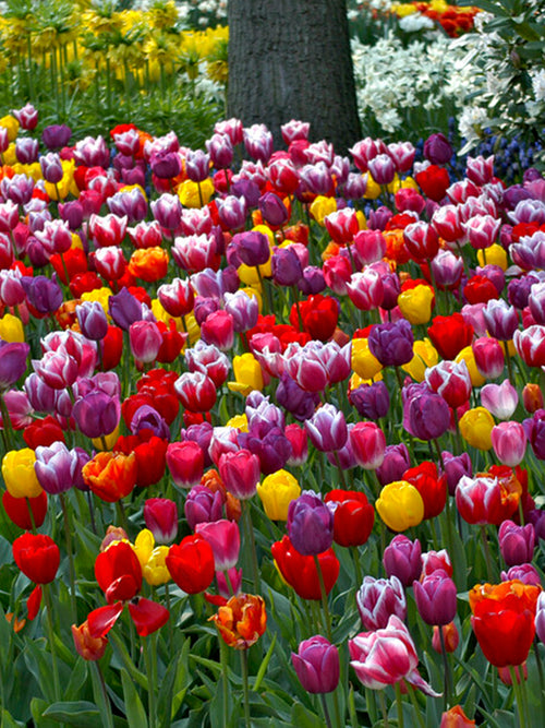 Beautiful Tulip Mix in many colors