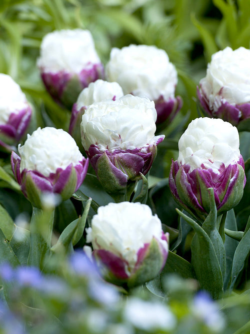 Wholesale tulip ice cream bulbs - Gardening with Tulip Bulbs