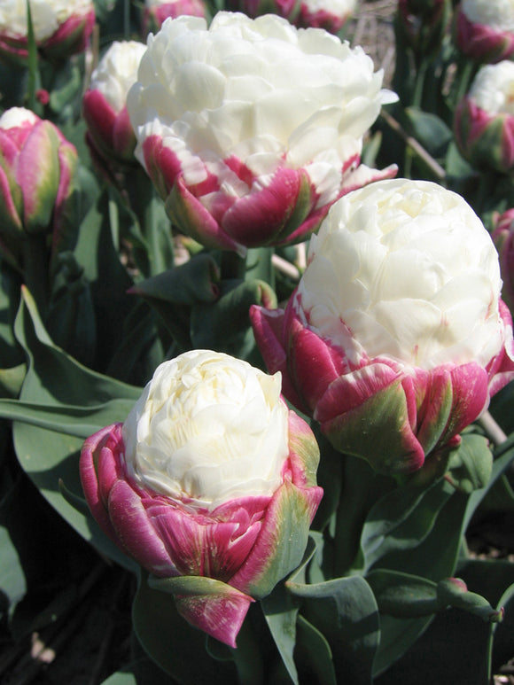 Wholesale tulip ice cream bulbs - Holland Bulbs