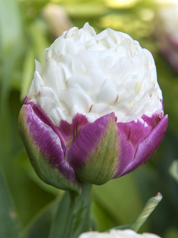Wholesale tulip ice cream bulbs - Flower Bulbs from Holland - DutchGrown