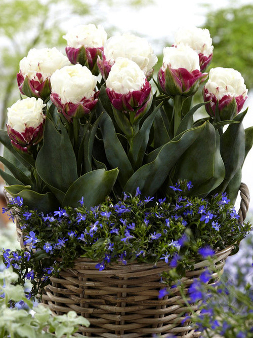 Wholesale tulip ice cream bulbs - Fall Planted Bulbs in Pots
