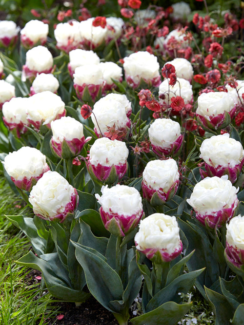 Tulip Ice Cream Flower Bulbs