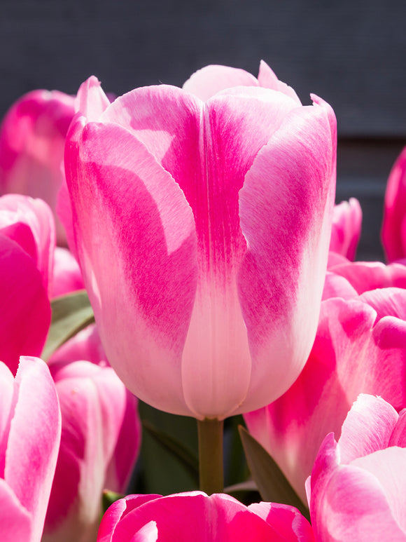 Tulip Innuendo, huge tulip flower bulbs pink and white