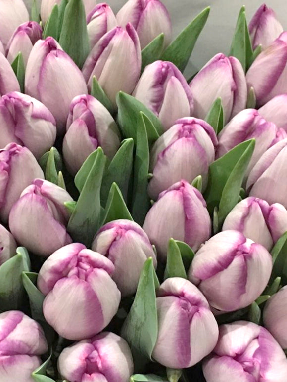 Tulip Jacuzzi - Purple Silver